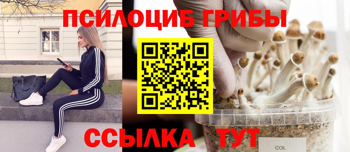 Псилоцибиновые грибы Cubensis Ачхой-Мартан